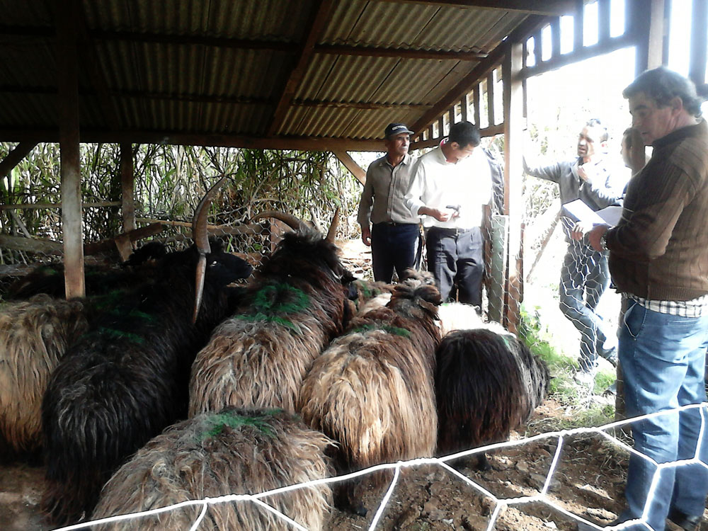 Leilão público contou com 10 ovelhas arrematadas em São Lourenço